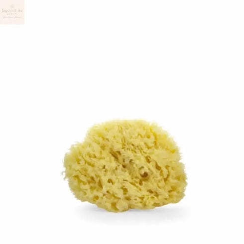 Lua & Lee Sponge 1 Unit - Jag Couture Beauty